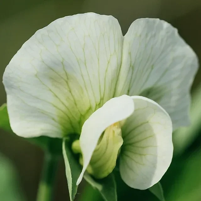 White pea blossom