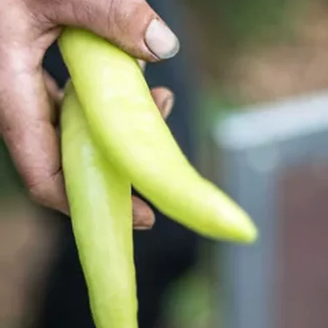 Freshly picked peppers