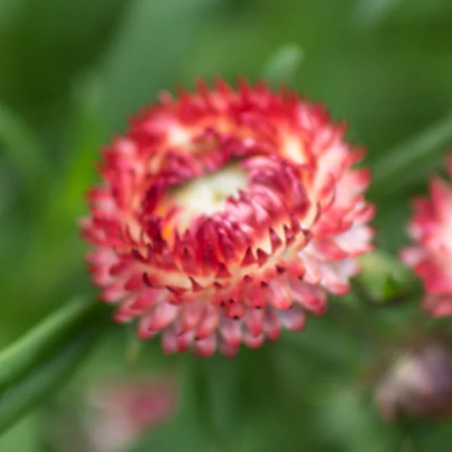 Strawflowers